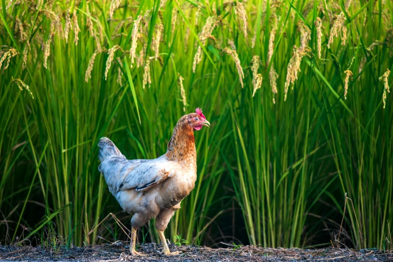 a white chicken standing near the grass and flowers