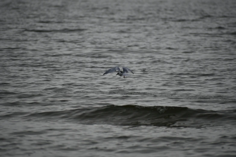 an ocean bird flying above the water