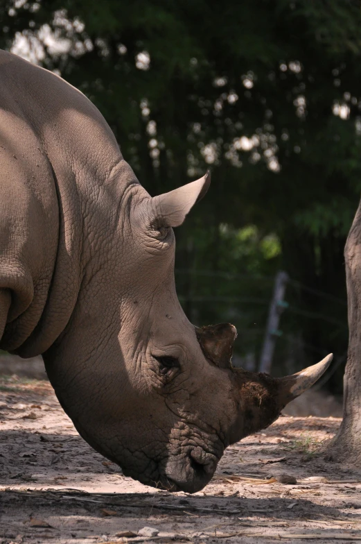 a black rhino with it's head on top of its nose