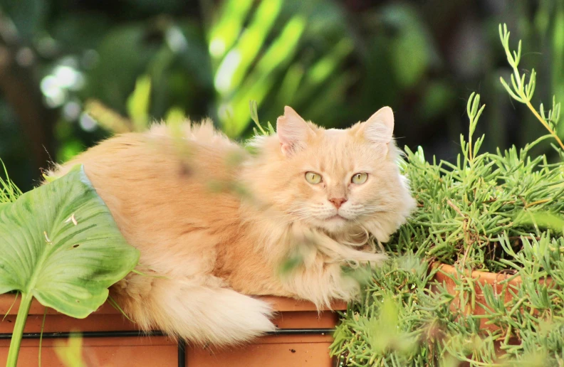 a small cat laying on top of a wooden planter