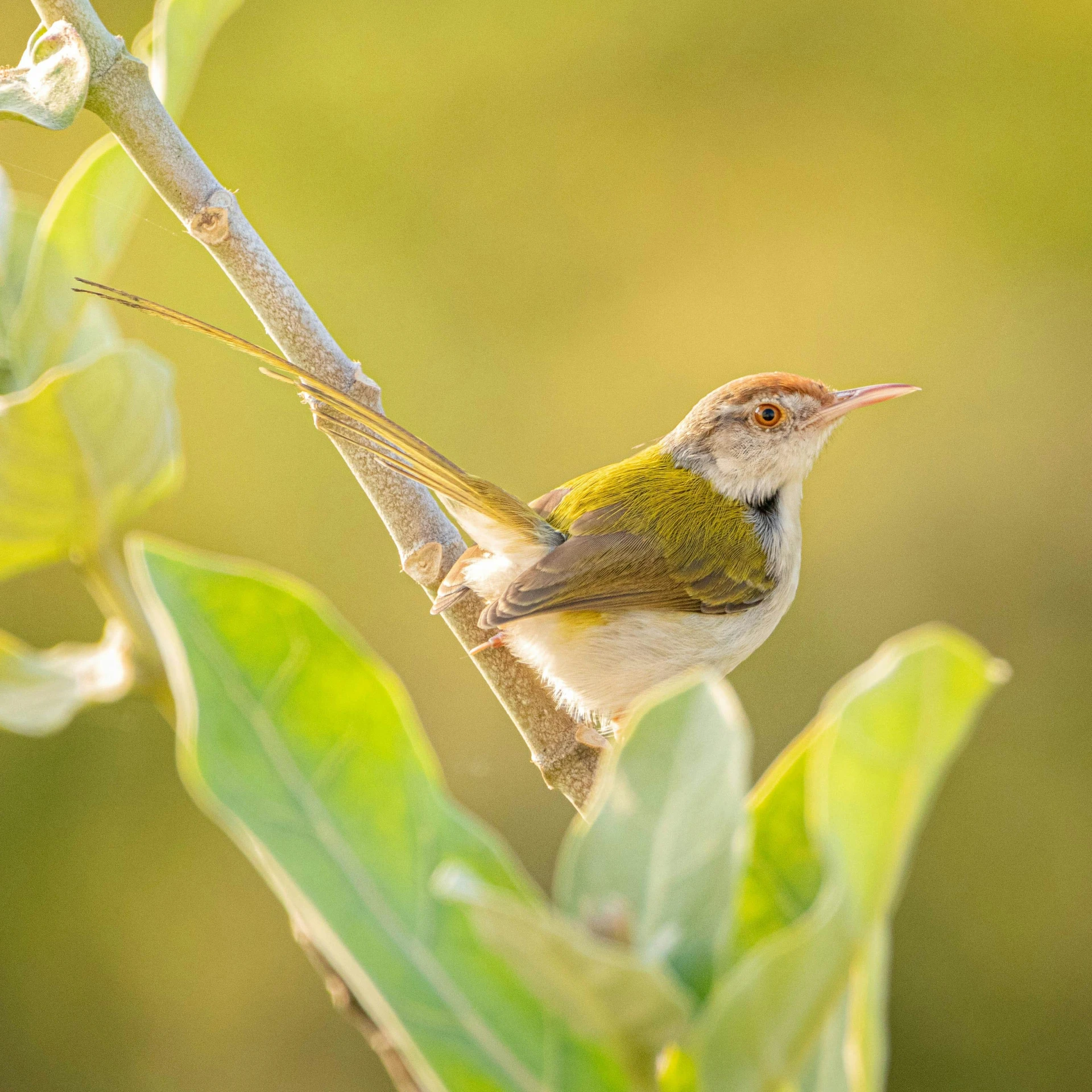 a small bird perched on a tree nch