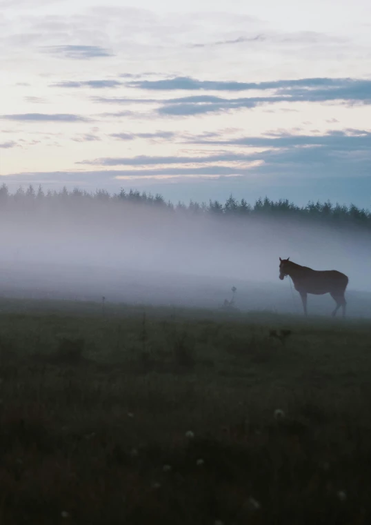 the horse stands in the fog on a field