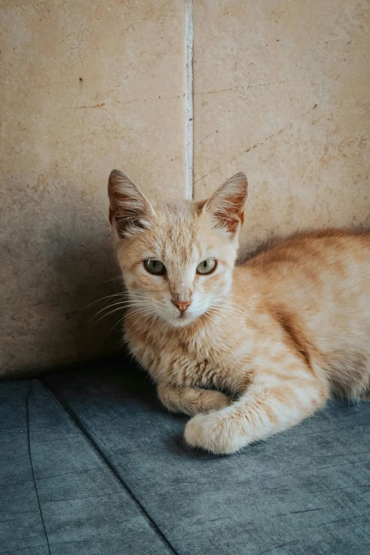 an orange cat is laying down on the floor