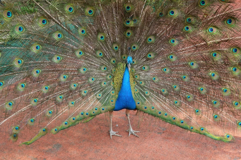 the peacock is showing off its feathers on red soil