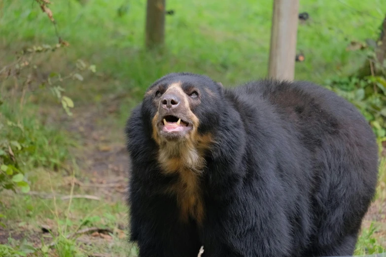 a black bear is walking around in the woods