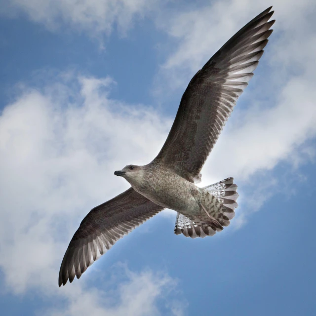 an image of a seagull in flight against the blue sky