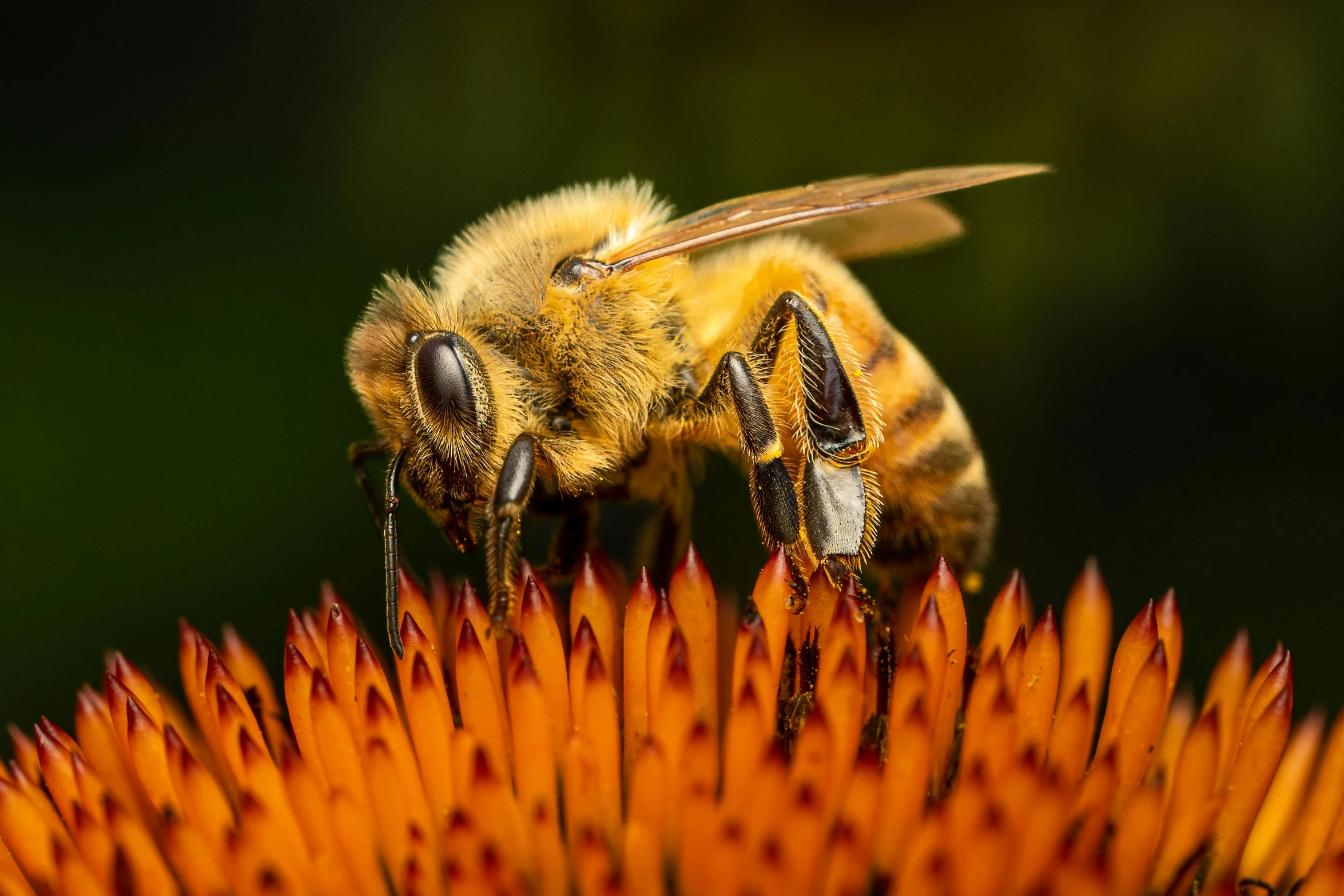 a bee sitting on top of an orange flower