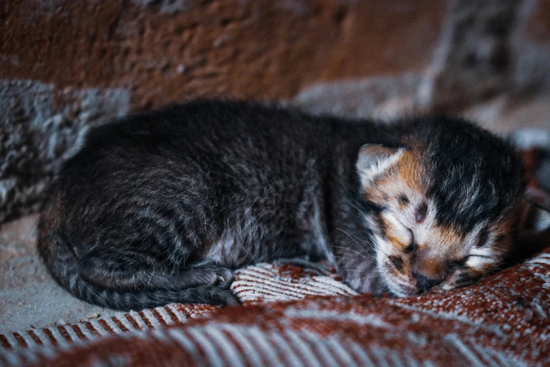 a small kitten that is sleeping on a blanket