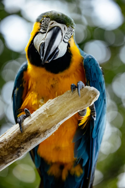 a bird sitting on a stick with a blurry background