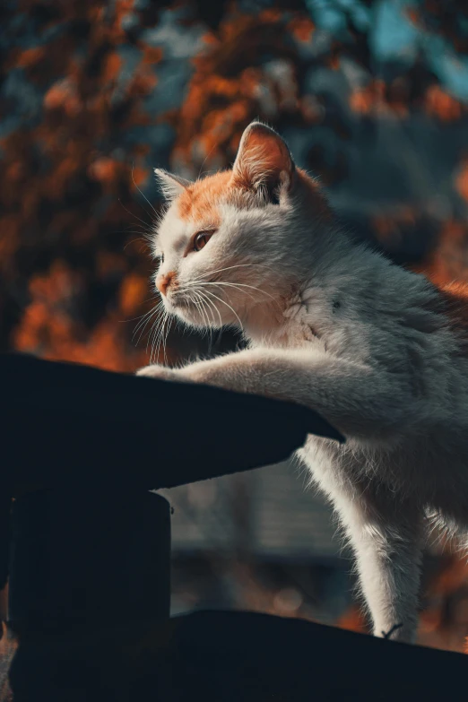 a cat is standing on the roof of a building