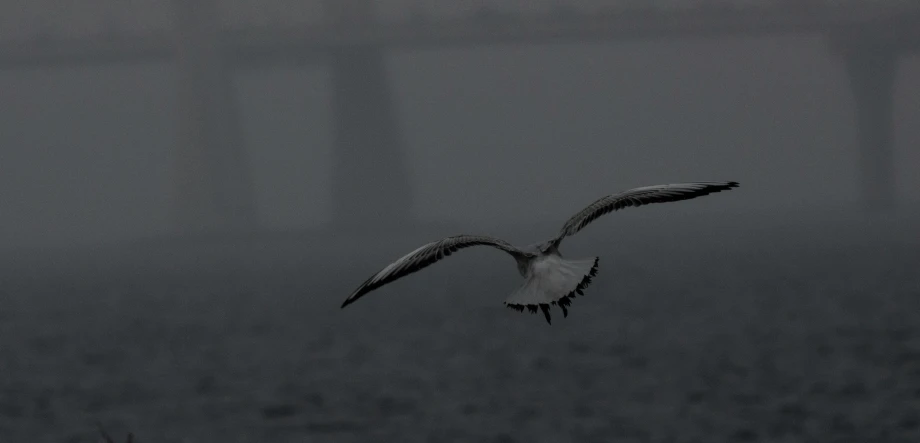 a white bird flies through the dark skies