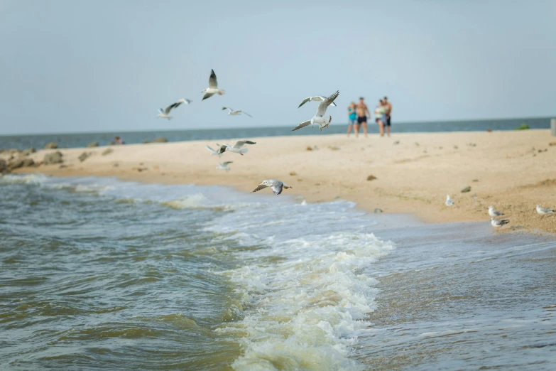 a flock of birds flying above the ocean at the beach