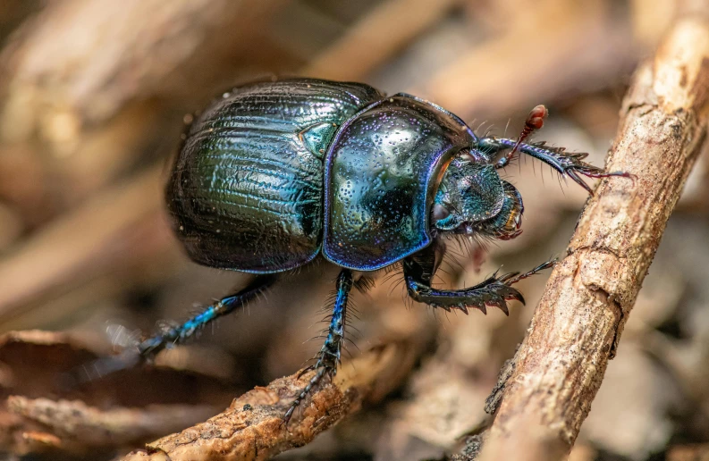 a blue and green beetle on a brown tree nch