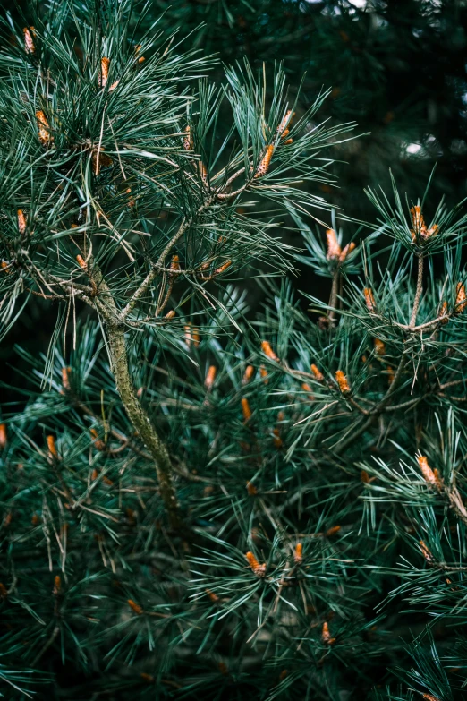 this is a pine tree with a bird perched on it