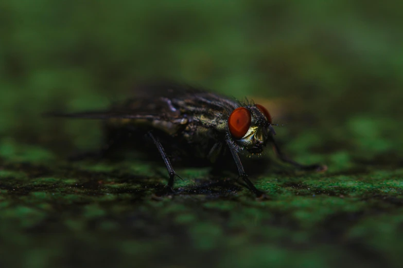 a fly sitting on the ground with its eyes closed