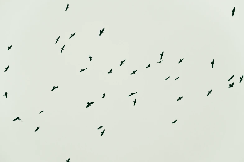 a flock of birds flying across the sky