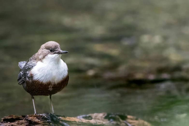 a bird standing on a rock next to water