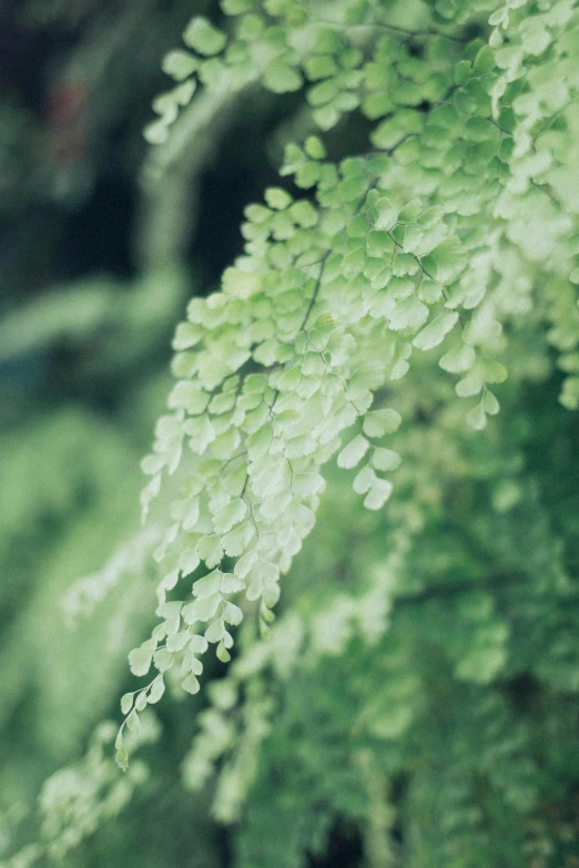 a plant with green leaves in the sunlight