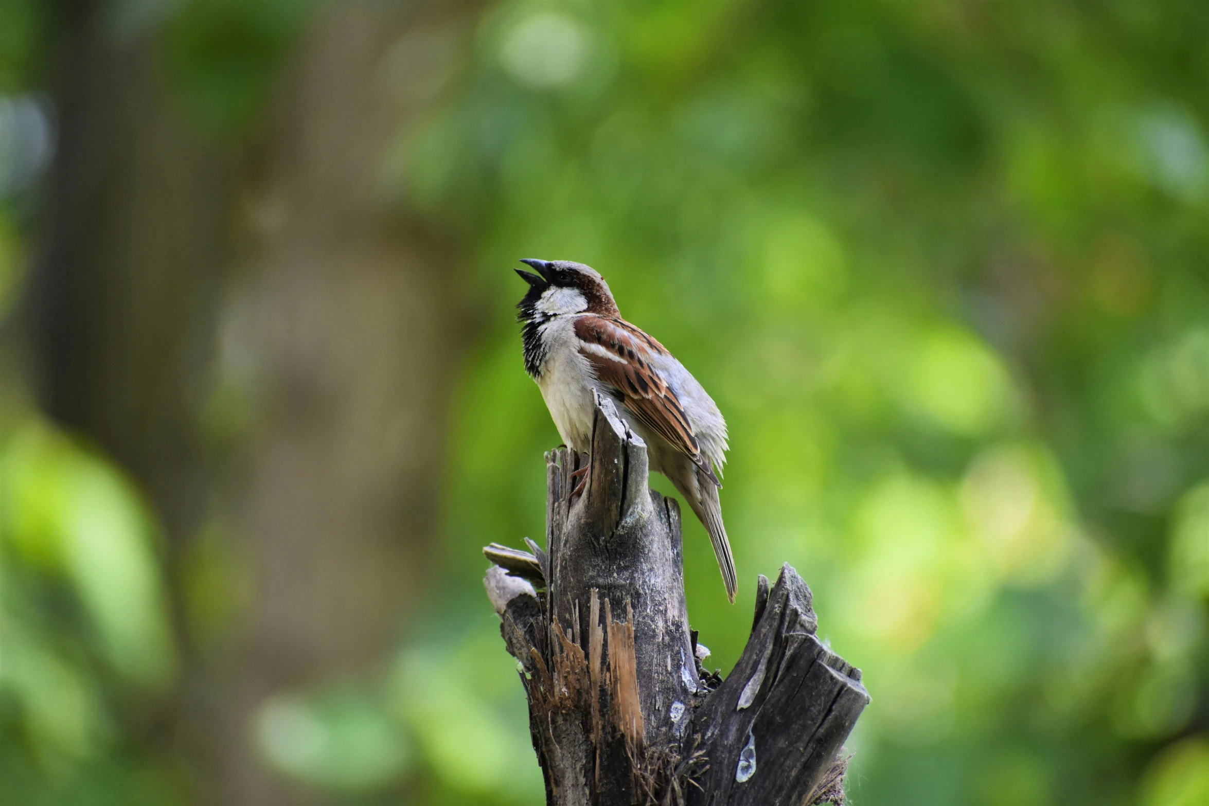 a bird sitting on top of a dead tree stump