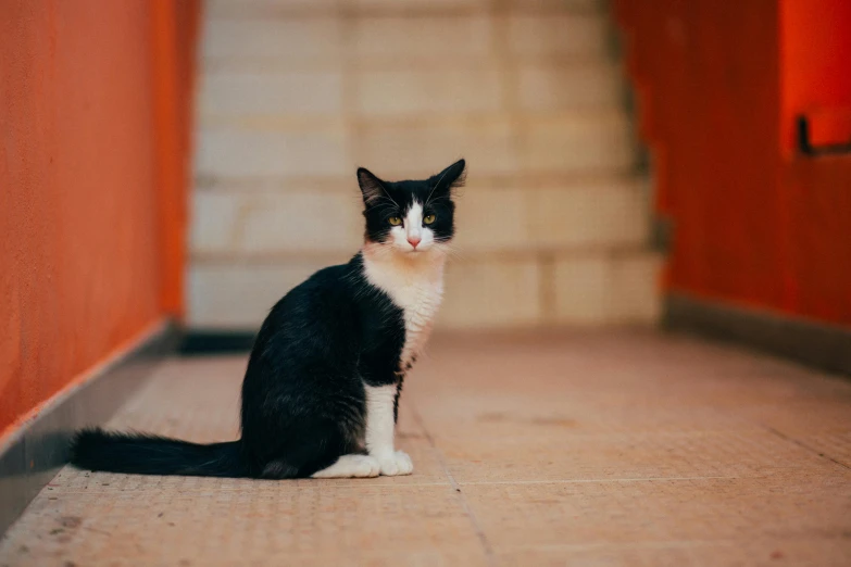 a black and white cat sitting on the ground