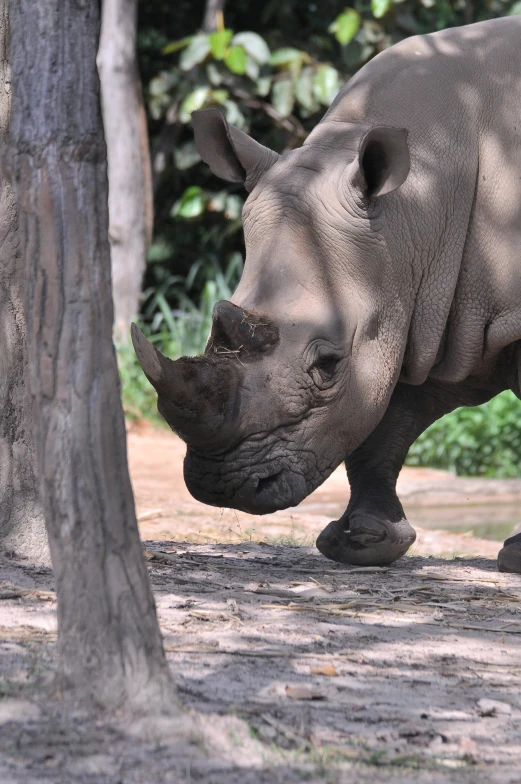 an adorable baby rhino playing in the sun