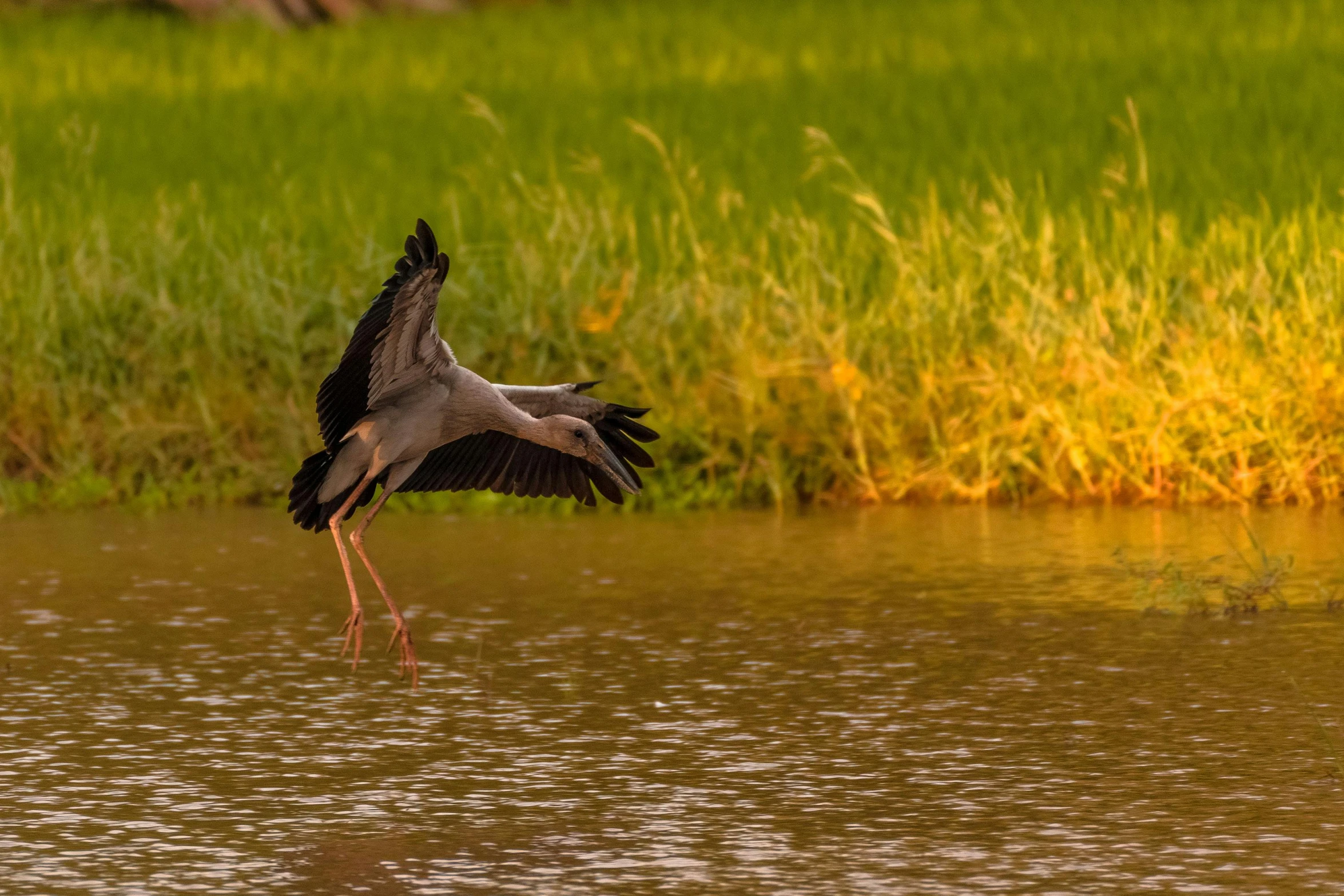 the bird is flying near a pond filled with water