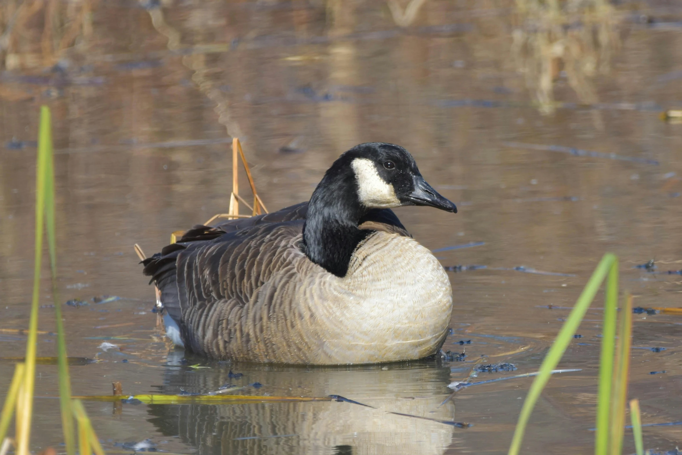 a duck floating in a body of water next to weeds