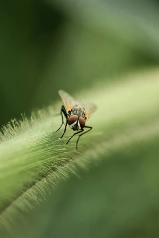 a fly is perched on top of a green plant