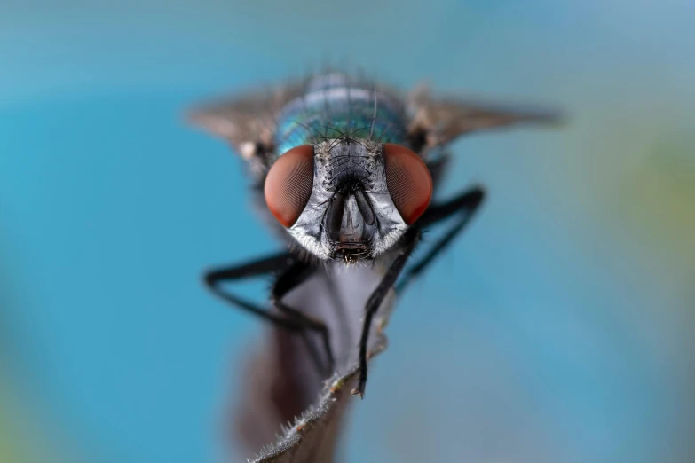 a close up of a fly insect's head