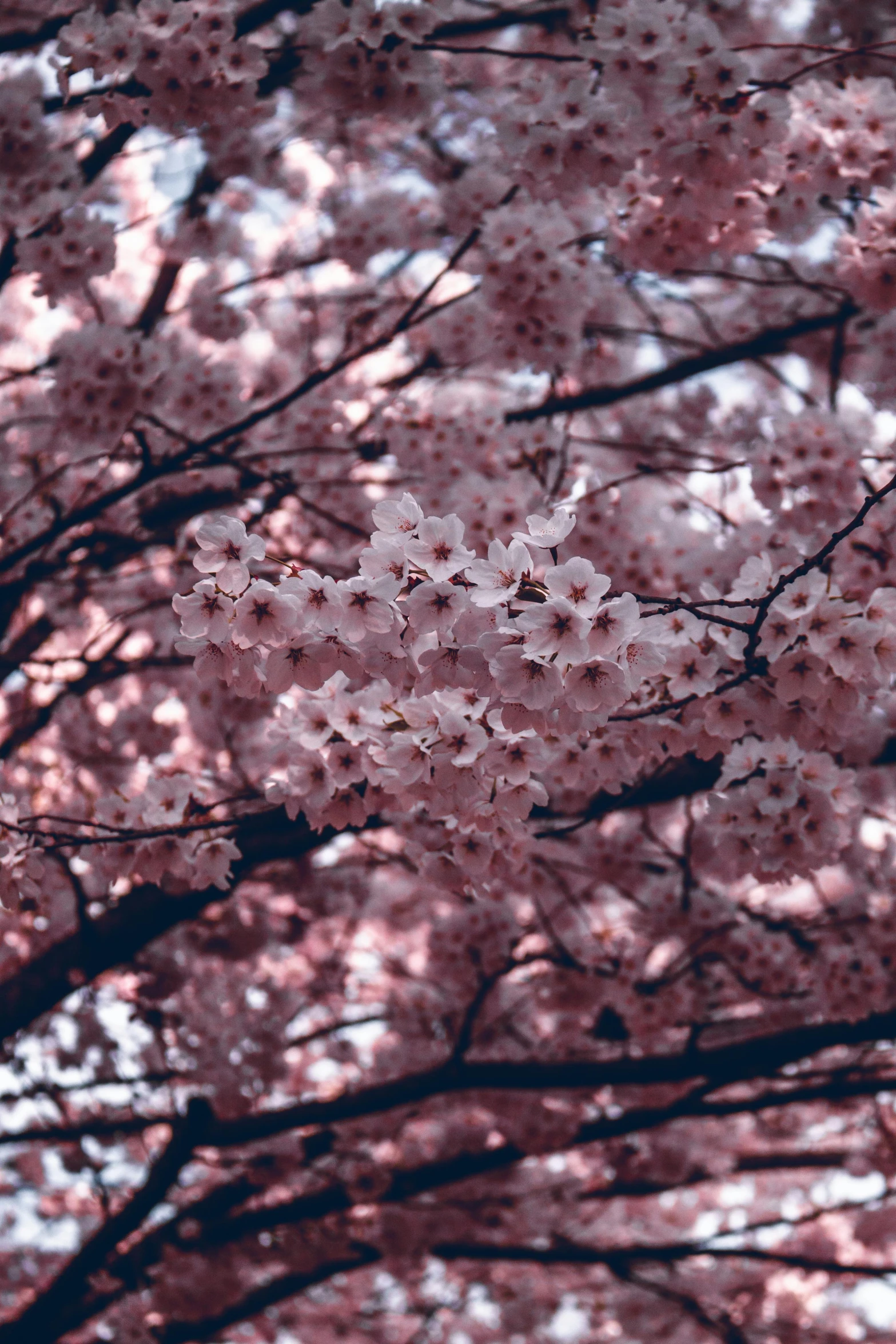 blossomed cherry trees and bee in a blooming field