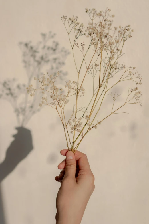 someone holding a nch with many small flowers