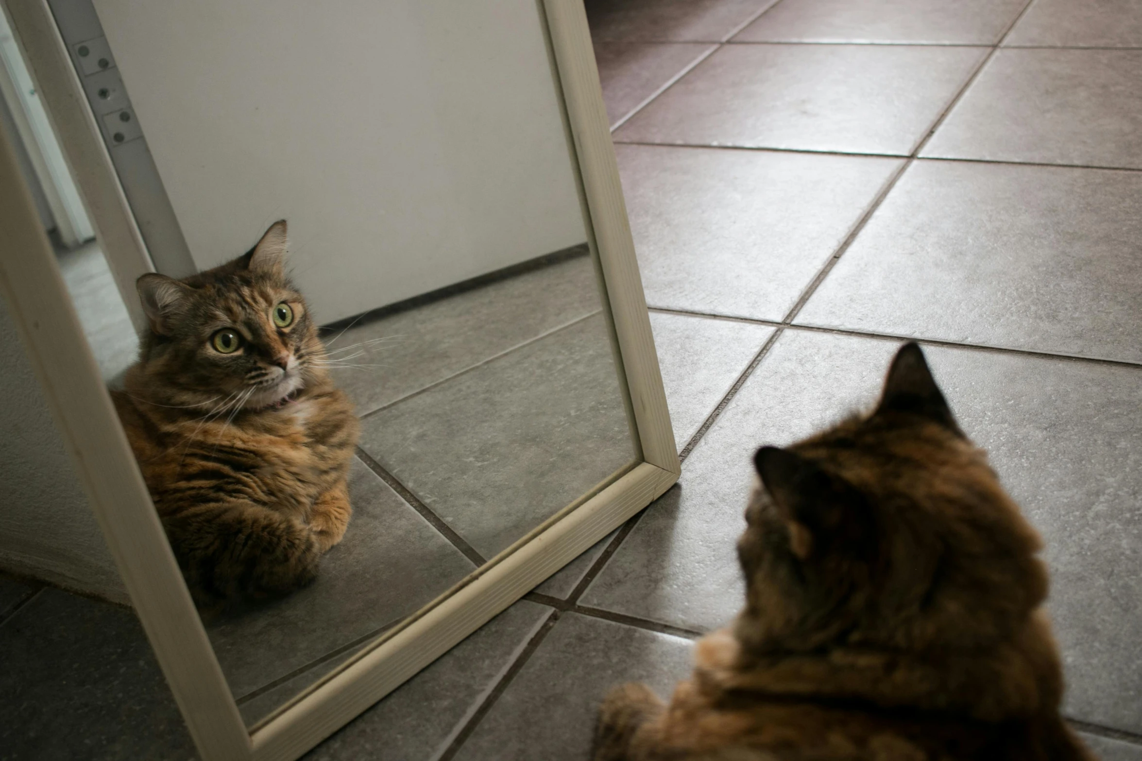 cat looking in mirror with reflection of sitting cat