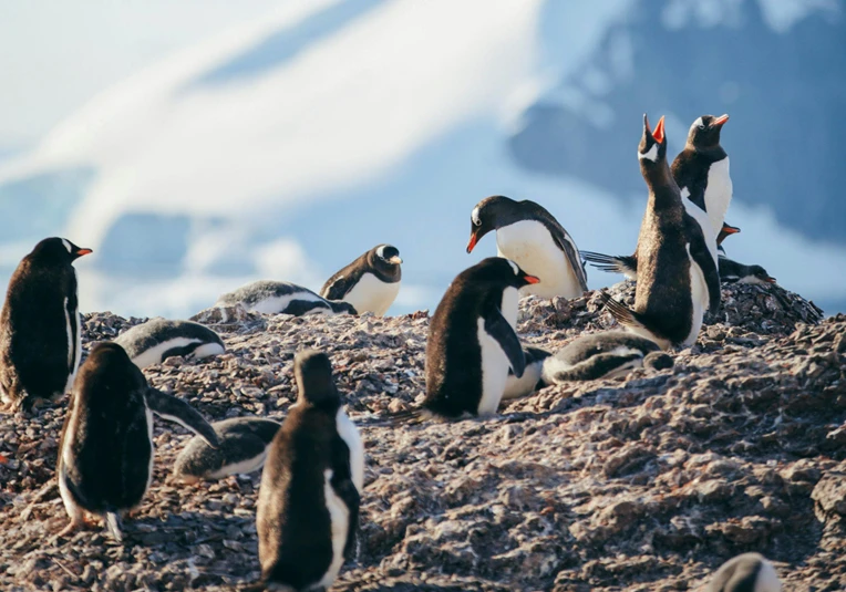 a flock of penguins sitting on the rocks in front of a mountain