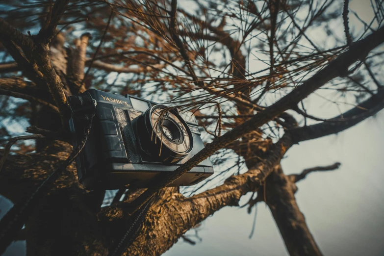 a old camera sits in a tree, partially out of focus