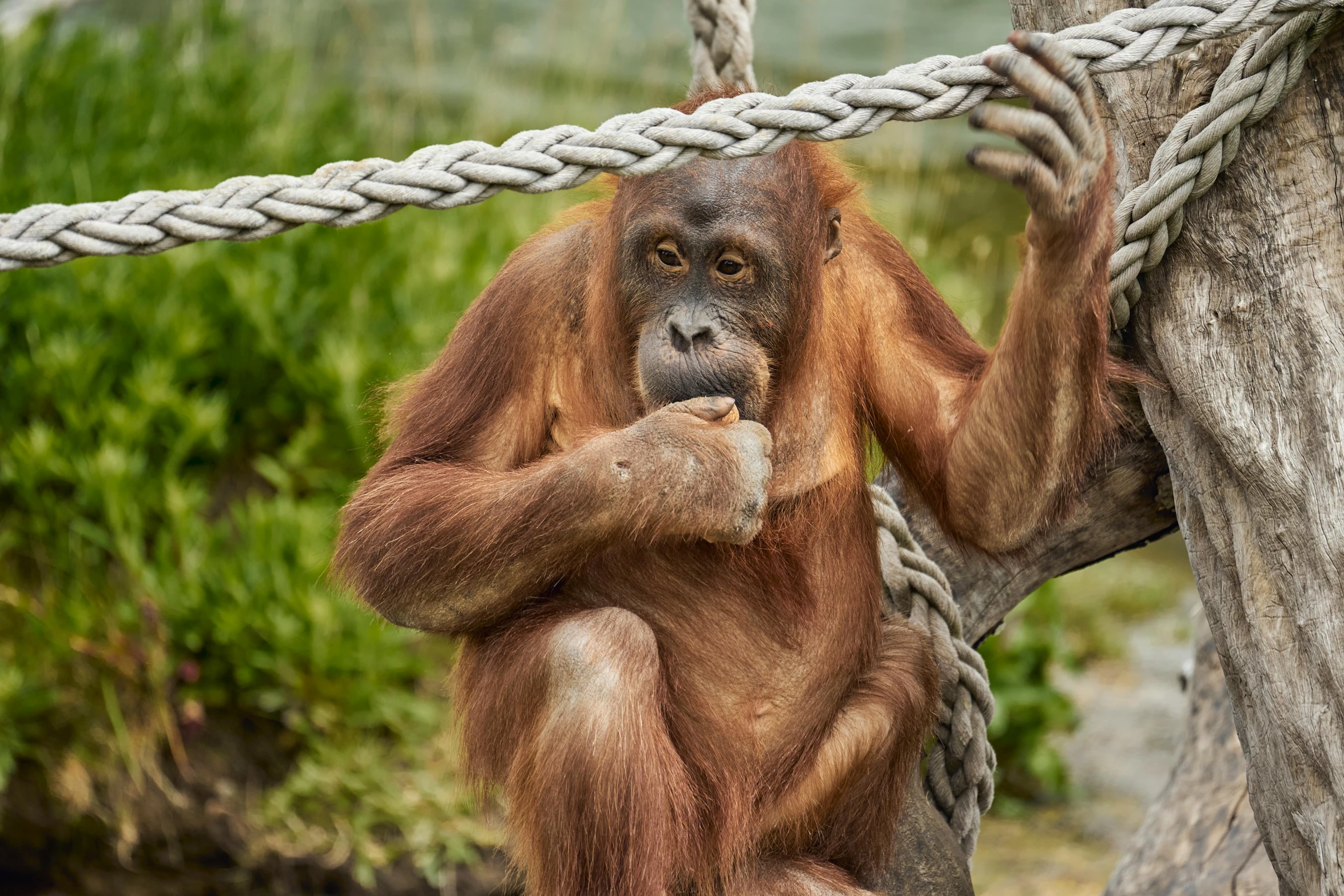 an orangui sits on a tree holding onto a rope