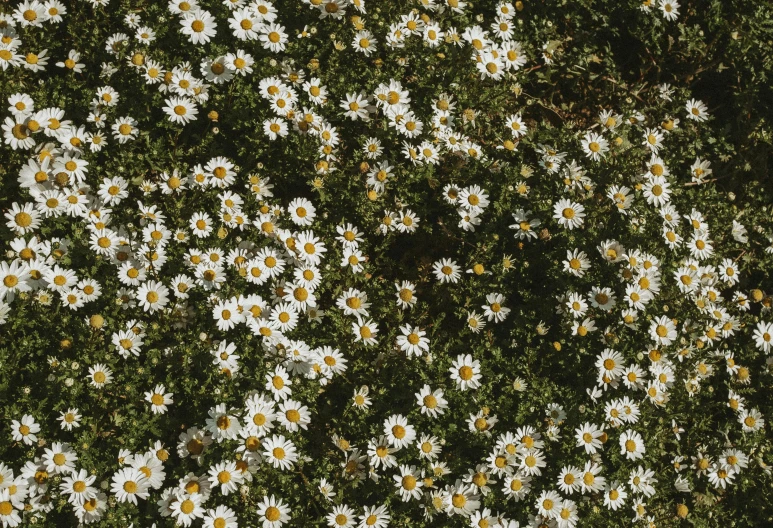 a field filled with white and yellow daisies