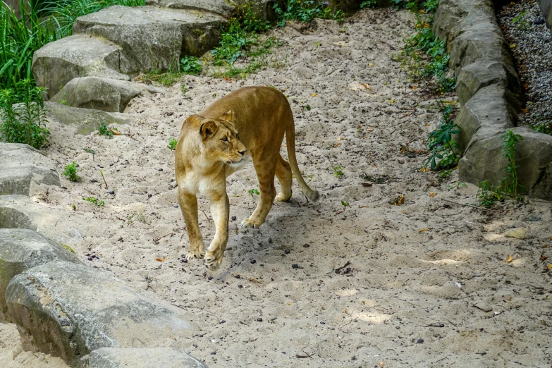 an adorable young lion is walking in the dirt