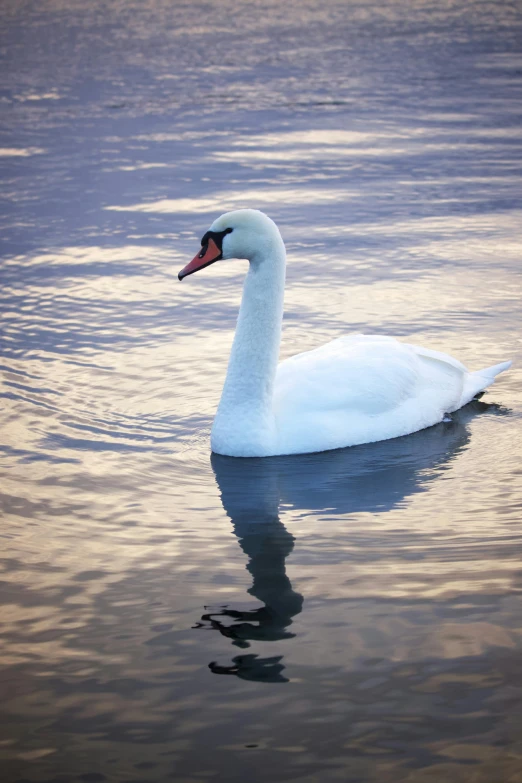 a large white swan swimming in some water