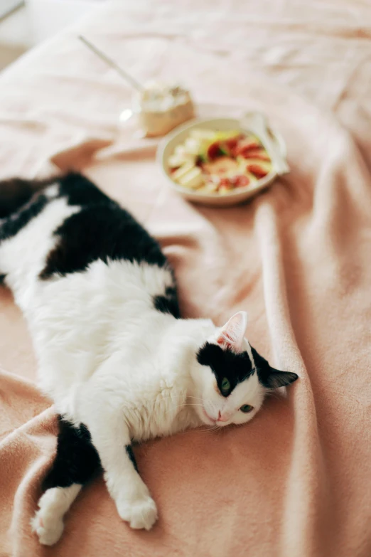 black and white cat lying on pink sheets with plates of food