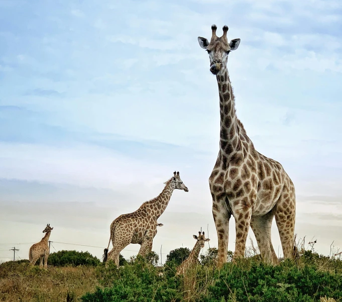 giraffes walking in the grassy area with their necks extended