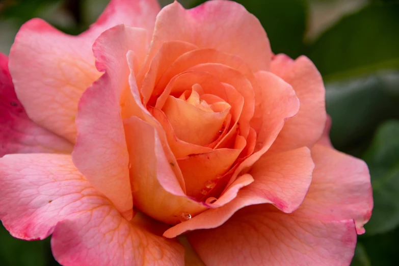 a pink and red flower with green leaves