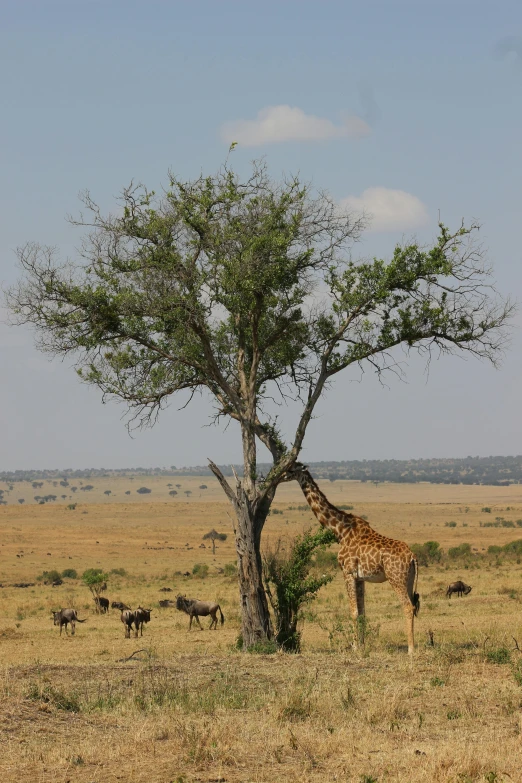 a giraffe next to a tree and some other animals