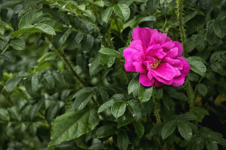 a large pink flower surrounded by green leaves