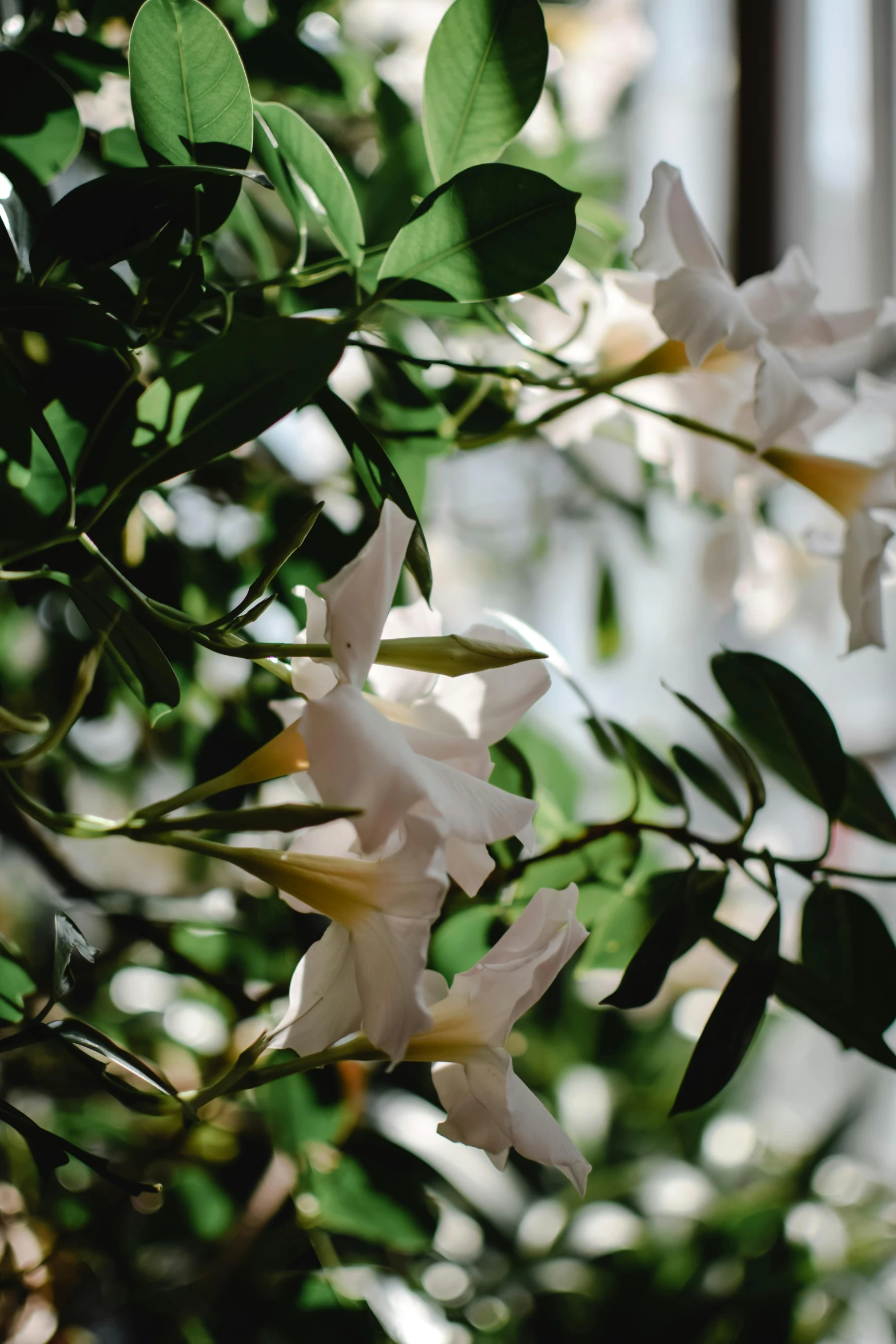 white and light blue flowers grow in the sunlight