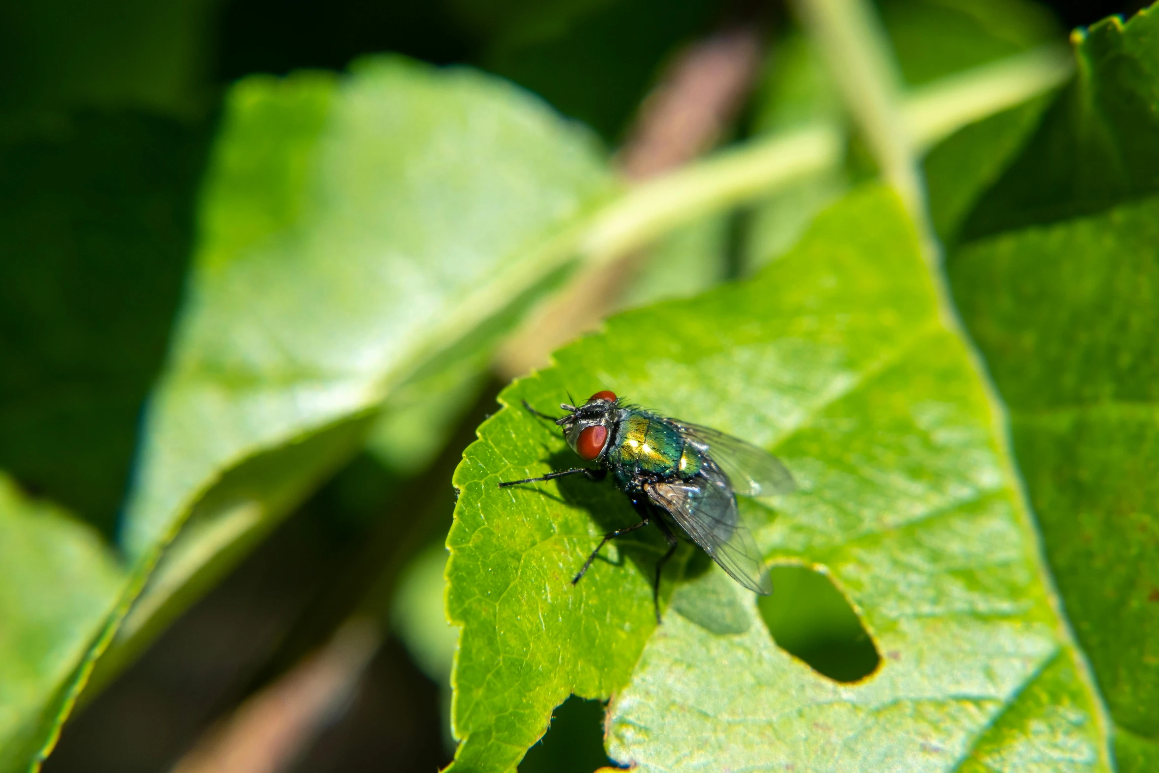 a fly that is sitting on top of some green leaves