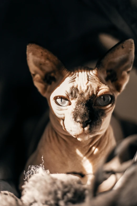 a sphykrat cat staring into the camera