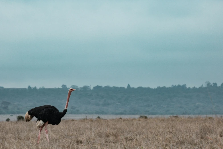 an ostrich standing on the savannah with its head in the air