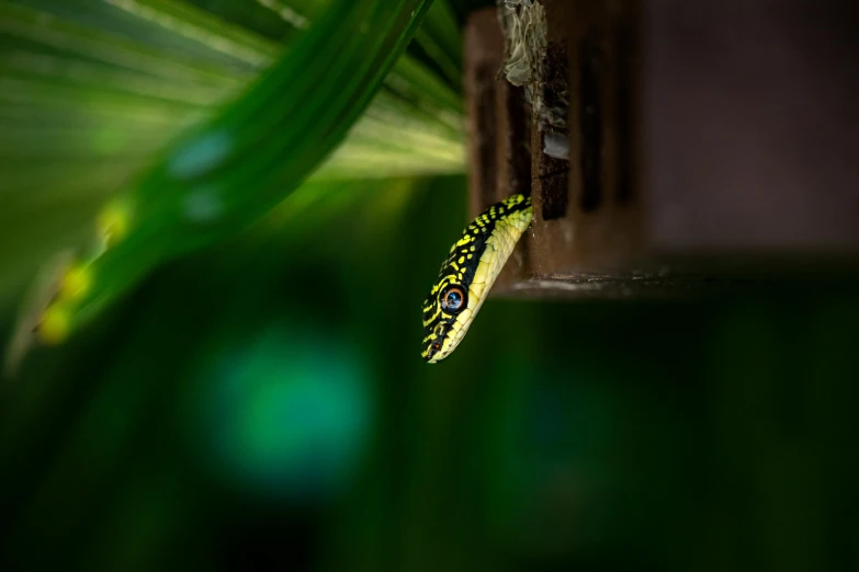 a green and yellow bug crawling around a tree