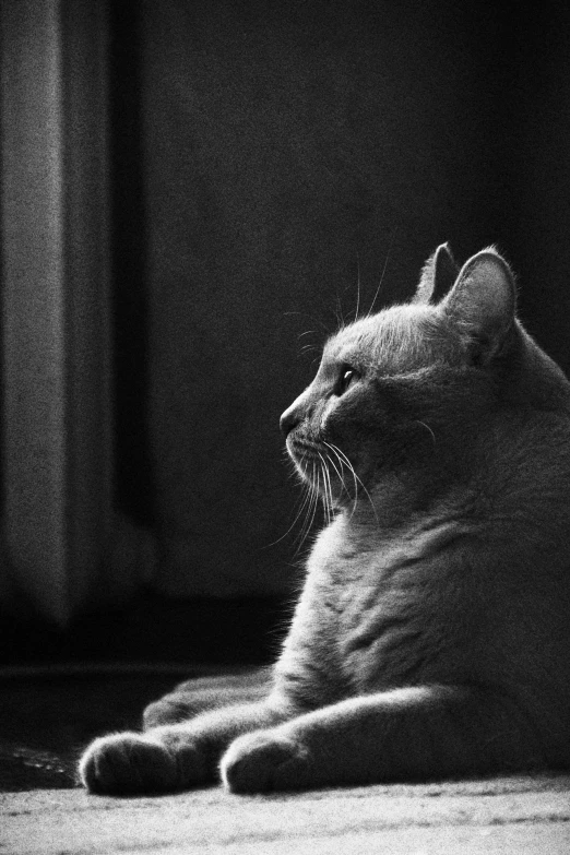 a black and white po of a cat looking upward