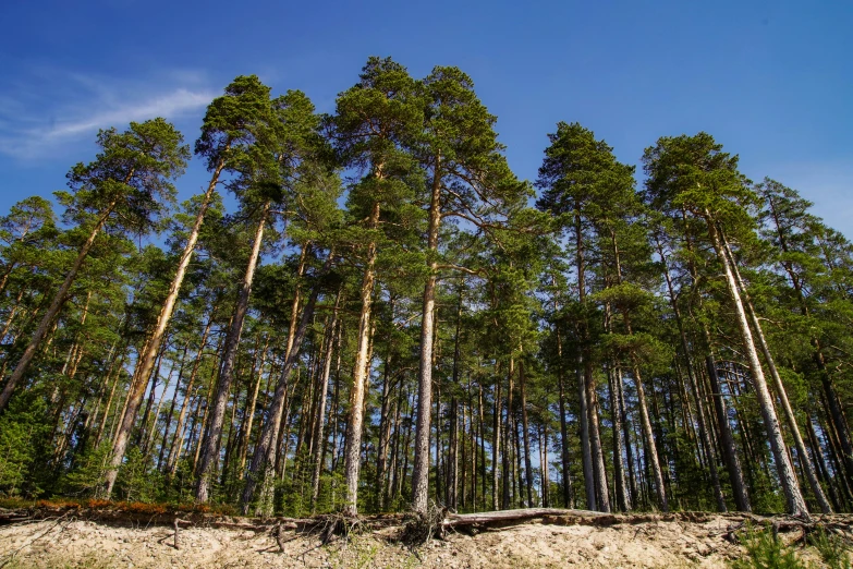 a group of trees that are standing in the dirt